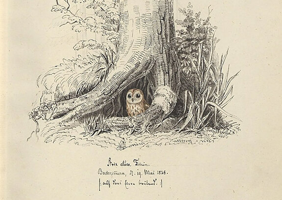 Vogelkundliche Bücherschätze - Die Bibliothek des Jacob Moyat
