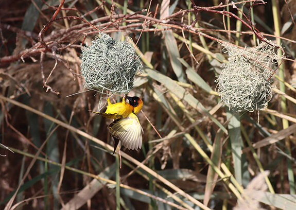 Erfolgreiche 7. Nassersee- Expedition nach Ägypten
