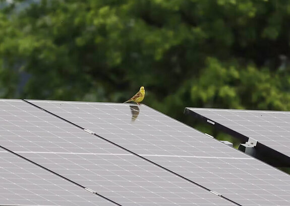 DRV‑Forschungspreis 2026 ausgeschrieben