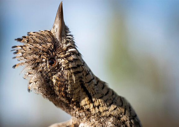 Tagung der Fachgruppe Spechte 2026