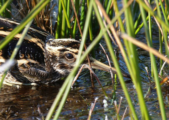 Zwergschnepfen auf Reisen – erste Daten aus DOG-Forschungsprojekt