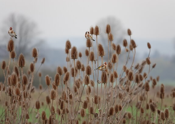 Fachgruppentreffen 2026: Vögel der Agrarlandschaft
