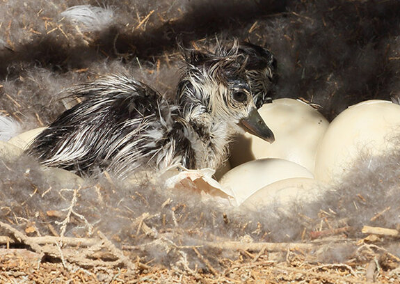Nachwuchs in der Geschäftsstelle